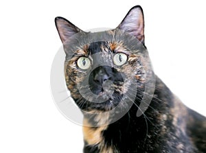 A Tortoiseshell domestic shorthair cat