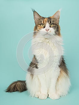 Tortoiseshell female main coon cat sitting seen from the front on a turquoise background