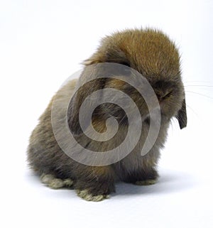 cute holland Lop Rabbit baby photo