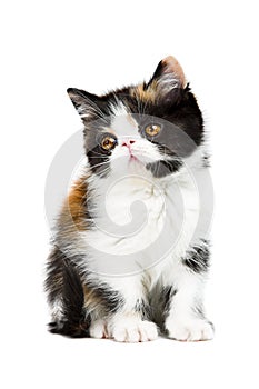 Tortoiseshell persian cat