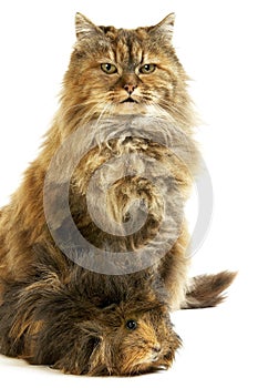 Tortoiseshell Persian Domestic Cat and Long Hair Guinea Pig against White Background