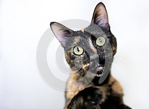 A Tortoiseshell shorthair cat listening with a head tilt