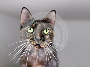 A Tortoiseshell shorthair cat with long whiskers