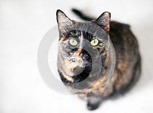 A Tortoiseshell shorthair cat with one ear tipped
