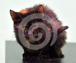 Tortoiseshell sick cat in an animal shelter