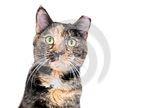 A Tortoiseshell tabby shorthair cat with its ear tipped