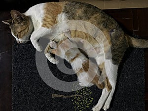 Tortoiseshell white cat lay down on carpet floor for feed their milk to her kitten.