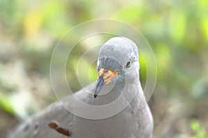 Tortolita peruana Columbina cruziana