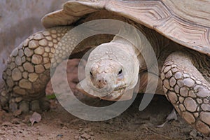 Tortoyse in the zoo abudhabi, United Arab Emirates