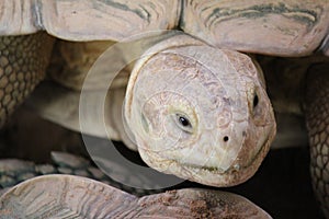 Tortoyse in the zoo abudhabi, United Arab Emirates