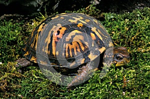 TORTUE BOITE DE CAROLINE terrapene carolina