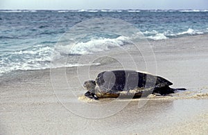 TORTUE CAOUANNE caretta caretta