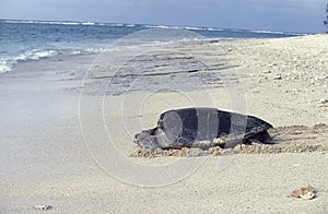 TORTUE CAOUANNE caretta caretta