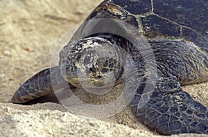 TORTUE CAOUANNE caretta caretta