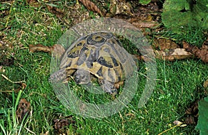 TORTUE D`HERMANN testudo hermanni