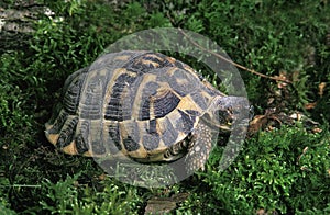 TORTUE D`HERMANN testudo hermanni