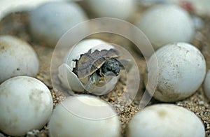 TORTUE D`HERMANN testudo hermanni