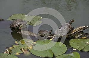 TORTUE DE FLORIDE trachemys scripta elegans