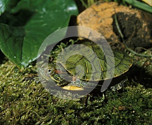 TORTUE DE FLORIDE trachemys scripta elegans