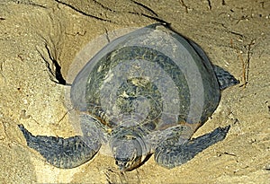 TORTUE VERTE chelonia mydas