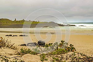 Tortuga Bay Beach, Galapagos, Ecuador