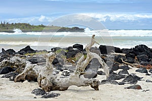 Tortuga Bay, Santa Cruz, Galapagos