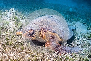 Loggerhead sea turtle Caretta caretta in the bottom photo