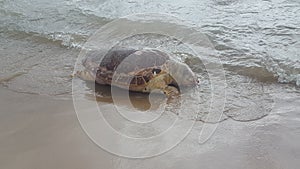 Tortuga marina photo