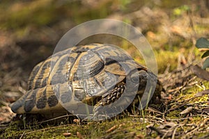 Tortuga Mediterranea, Testudo Hermanni photo