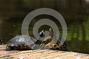 Tortugas photo