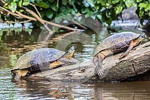 Tortuguero, Costa Rica, wild turtles.