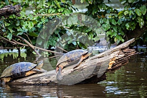 Tortuguero, Costa Rica, wild turtles. photo