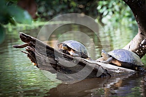 Tortuguero, Costa Rica, wild turtles. photo