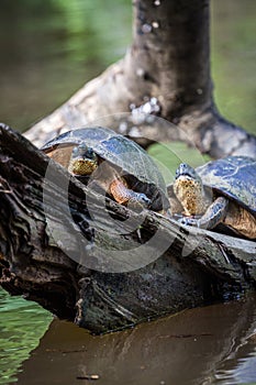 Tortuguero, Costa Rica, wild turtles.