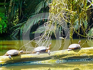 Tortuguero National Park