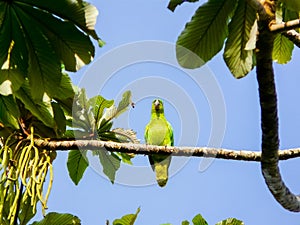 Tortuguero National Park