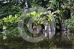 Tortuguero river photo