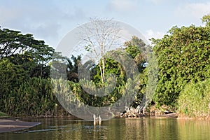 The Tortuguero River in the north east of Costa Rica