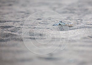 Tortuguero\'s Tiny Explorer - Baby Green Sea Turtle (Chelonia mydas) on Costa Rica\'s Shore