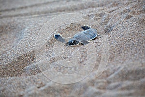 Tortuguero\'s Tiny Explorer - Baby Green Sea Turtle (Chelonia mydas) on Costa Rica\'s Shore