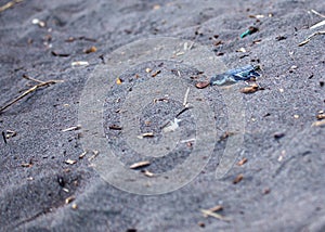 Tortuguero\'s Tiny Explorer - Baby Green Sea Turtle (Chelonia mydas) on Costa Rica\'s Shore