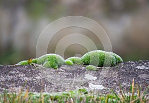 Tortula muralis on a gray wall