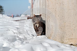 Tortured and listless cat peeks out from behind the concrete fence in winter photo