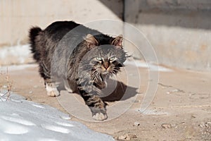 Tortured and listless cat walks the ground near the snow