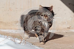 Tortured and listless cat walks the ground near the snow photo