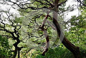 Tortured pines in Japanese garden