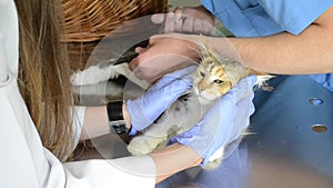 Tortured sick cat in a veterinary hospital