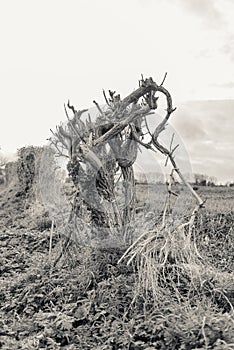 Tortured tree in the countryside