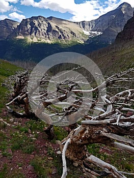 Tortured Trees bend in the alpine slopes along Siyeh Pass Trail, Glacier National Park