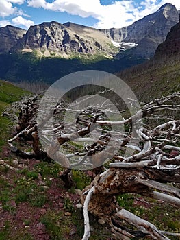 Tortured Trees bend in the alpine slopes along Siyeh Pass Trail, Glacier National Park photo